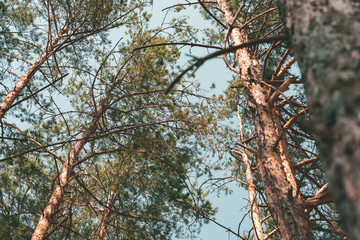 Fototapeta premium bottom view of pine trees in forest on summer day