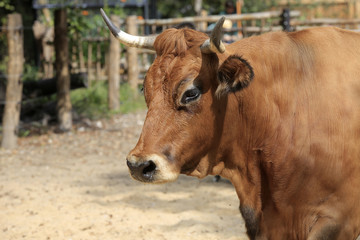 Murnauer-Werdenfelser-Rind, Portrait