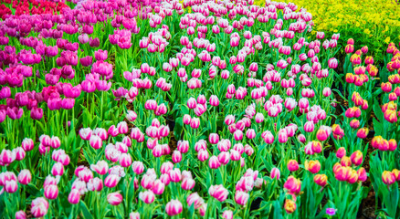 Fototapeta premium Tulips flower in the garden.