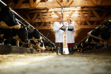 Full length portrait of two modern farm workers wearing lab coats walking by row of cows in shed...