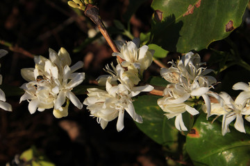 Coffee flower blossoming in coffee tree