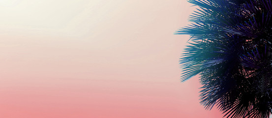 Tropical website banner with copy space in pink color and palm tree. Concept of Los Angeles and cheap travel agency, blog header and summer vacations.