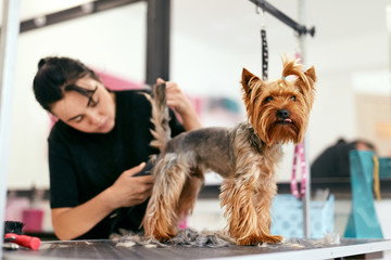 Pet Grooming Salon. Dog Getting Hair Cut At Animal Spa Salon