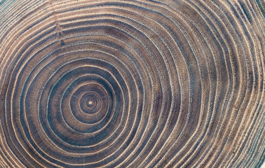 Close-up wooden cut texture.