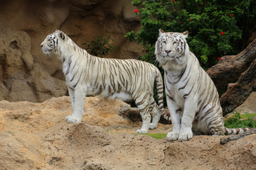 Fototapeta na wymiar Weißer Tiger (Panthera tigris tigris) Paar