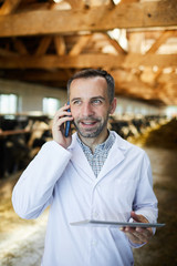 Waist up portrait of mature farm worker speaking by phone standing in cow shed while working at...