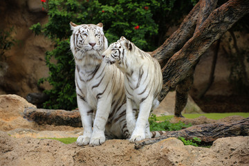 Weißer Tiger (Panthera tigris tigris) Paar