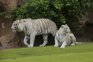 Plakat Weißer Tiger (Panthera tigris tigris) Paar