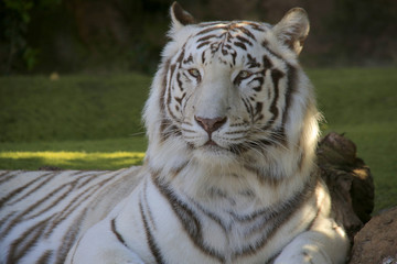 Weißer Tiger (Panthera tigris tigris) Portrait