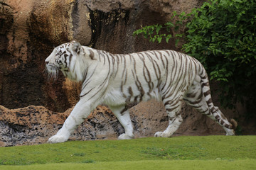 Fototapeta na wymiar Weißer Tiger (Panthera tigris tigris)