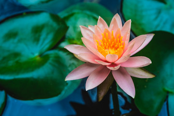 A beautiful lotus flower is complimented by the rich colors of the deep blue water surface.Nature Background.