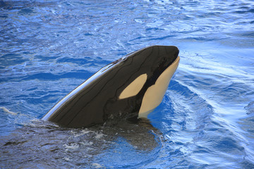 Obraz premium Schwertwal (Orcinus orca) im Wasser