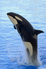 Schwertwal (Orcinus orca)  springt aus Wasser