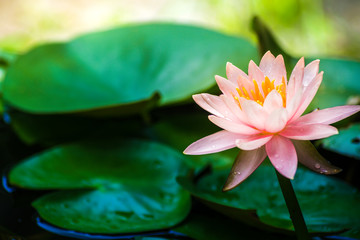 A beautiful lotus flower is complimented by the rich colors of the deep blue water surface.Nature...