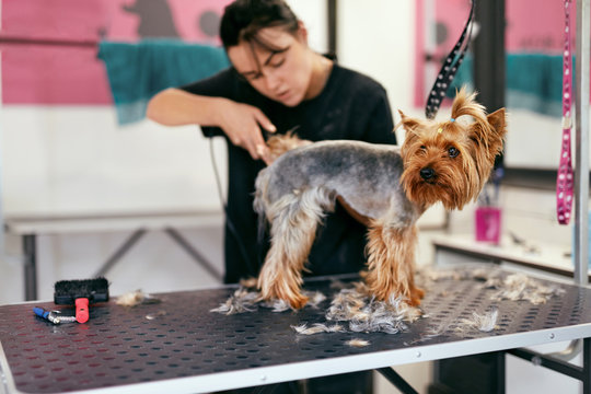 Pet Grooming Salon. Dog Getting Hair Cut At Animal Spa Salon