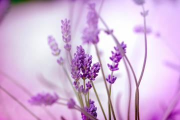 Beautiful lavender in flower garden, lavender flower closeup