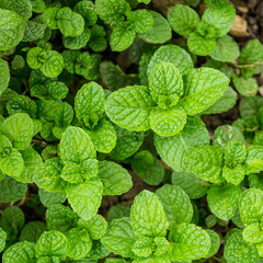 Mint leaves background