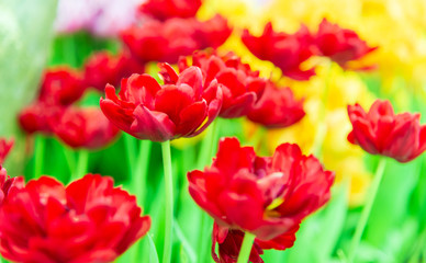 Tulips flower in the garden.