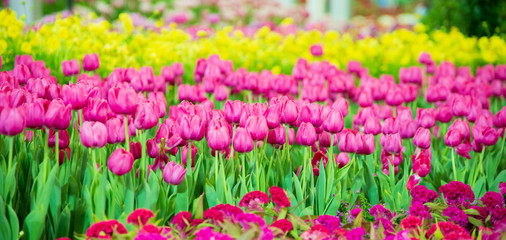 Obraz premium Tulips flower in the garden.