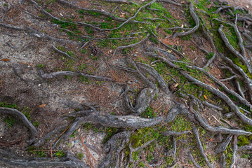 root of the tree. The roots of the tree were for a long time.