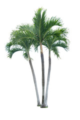Obraz premium Green beautiful palm tree isolated on white background