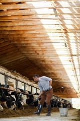 Full length portrait of modern farm worker cleaning up in  sunlit cow shed, copy space