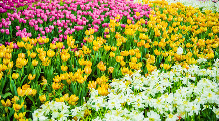 Tulips flower in the garden.
