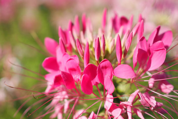 Obraz premium Cleome spinosa lub kwiat pająka w ogrodzie