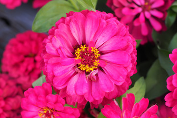 Fototapeta premium Beautiful pink zinnia flower in garden for background