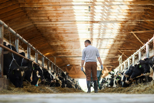 Back view portrait of modern man working at farm in sunlit cow shed, copy space