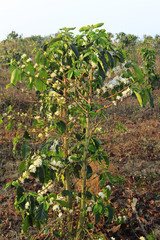 Fototapeta na wymiar Coffee flower blossoming in coffee tree