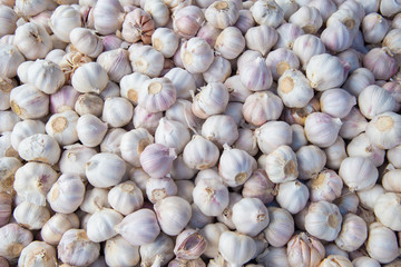 garlic texture background