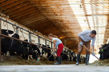 Wide angle portrait of mature couple working together in cow shed cleaning and feeding cows, copy...