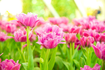 Beautiful bouquet of tulips in the garden ,nature background.