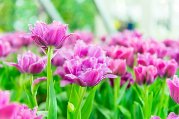 Beautiful bouquet of tulips in the garden ,nature background.