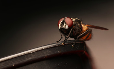 Flies with red eyes