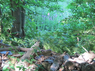 Obraz premium Woodland glade