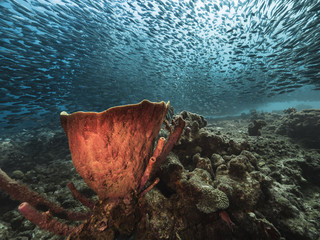 Bait ball at the coral reef in the Caribbean Sea at scuba dive around Curacao /Netherlands Antilles