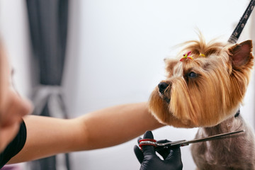 Dog Gets Hair Cut At Pet Spa Grooming Salon. Closeup Of Dog