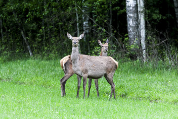 Naklejka na ściany i meble Couple of deer with summer fur grazing on green grass field near a forest, a deer pointing at camera
