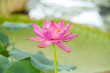 Lotus flower in pond.Nature background