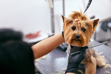 Grooming Dog. Pet Groomer Brushing Dog's Hair With Comb At Salon - obrazy, fototapety, plakaty