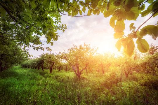 apple garden  at sunset (or sunrise). natiral summer (spring) background