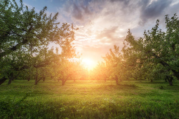apple garden  at sunset (or sunrise). natiral summer (spring) background
