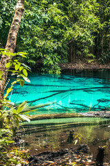 Emmerald pool, oasis al norte de Krabi, Tailandia