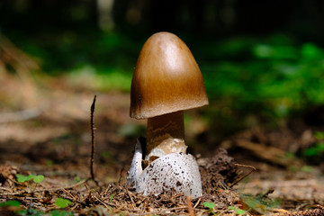Grzyb muchomor rdzawobrązowy (Amanita fulva) © Iwona