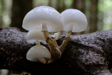 Grzyb monetka bukowa (Mucidula mucida) © Iwona