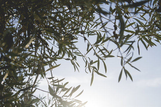 olive tree leaves pattern background