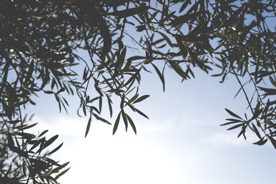 Olive tree leaves pattern