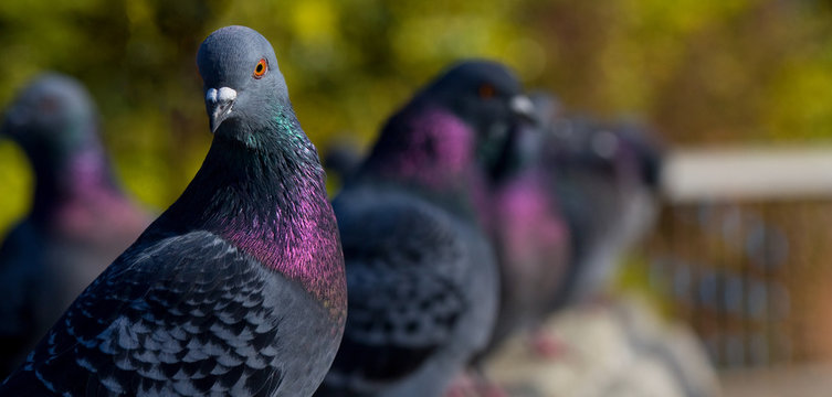 Pidgeons